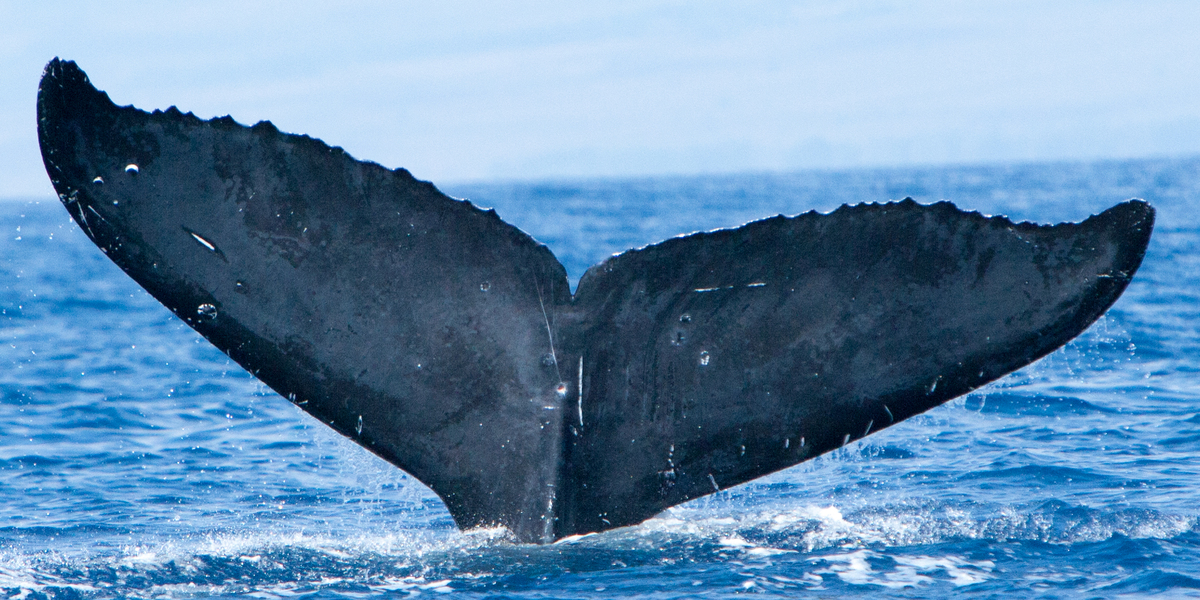 Fluke of BCX1608