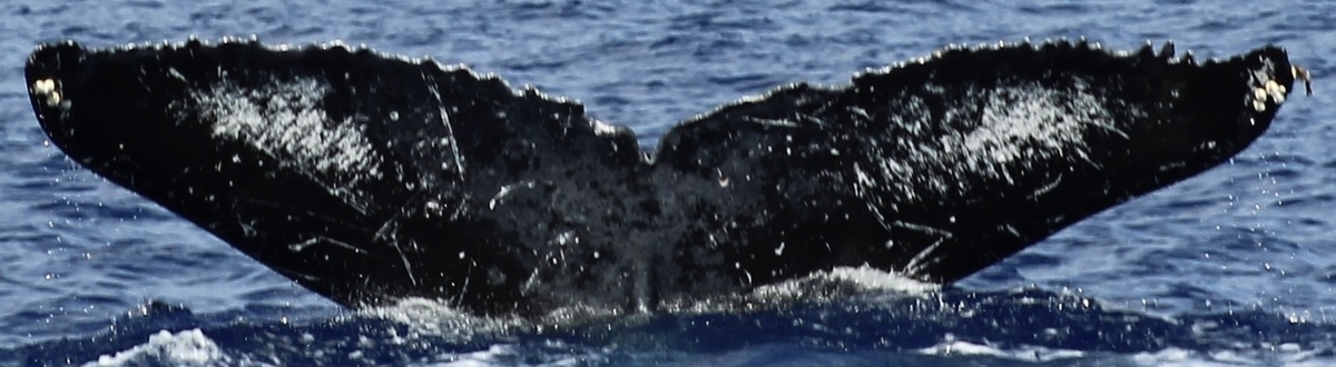 Fluke of HIHWNMS-2016-3-3_G05_A12