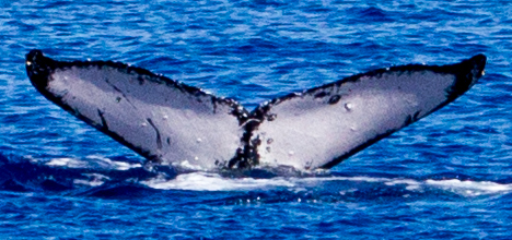 Fluke of HIHWNMS-2017-3-20_G02A01