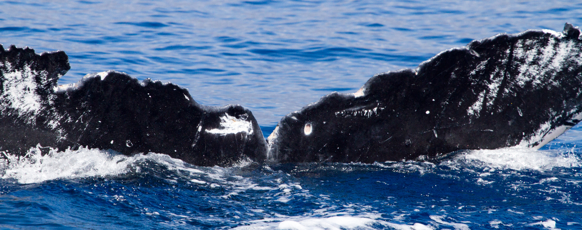 Fluke of HIHWNMS-2015-2-18_G4_A1