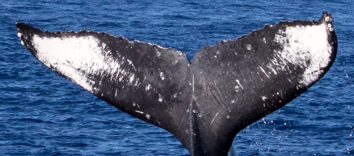 Fluke of HIHWNMS-2018-1-17_G01A09