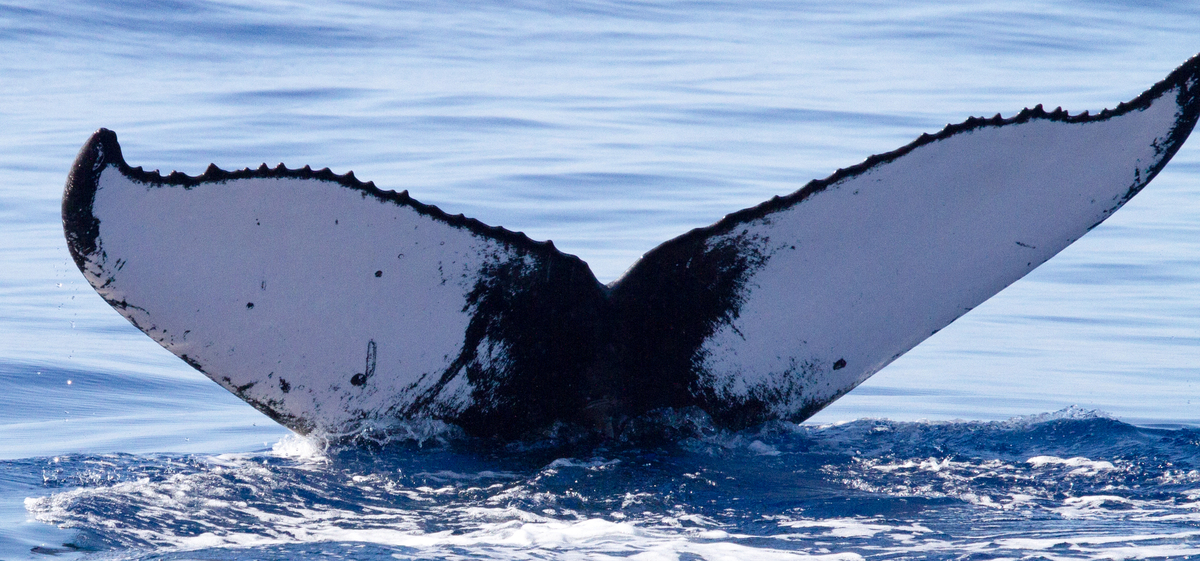 Fluke of HIHWNMS-2015-4-2_G1_A1