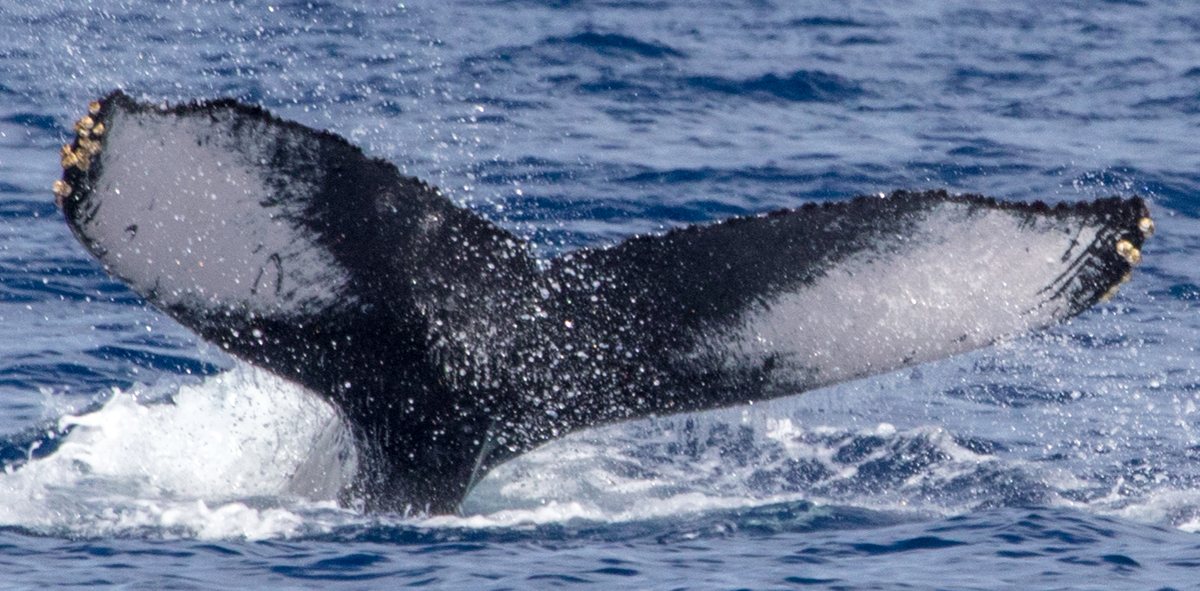 Fluke of HIHWNMS-2019-2-14_O01