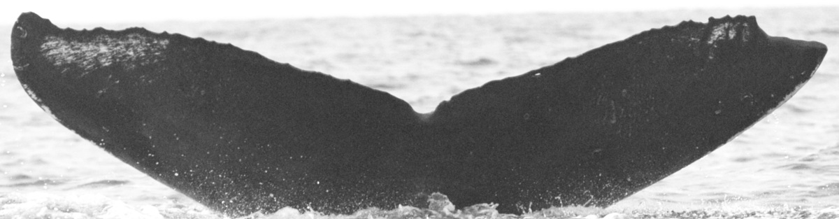 Fluke of SEAK-2508