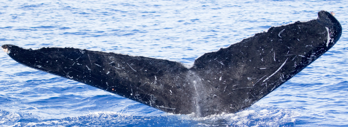 Fluke of HIHWNMS-2018-1-19_G05A02
