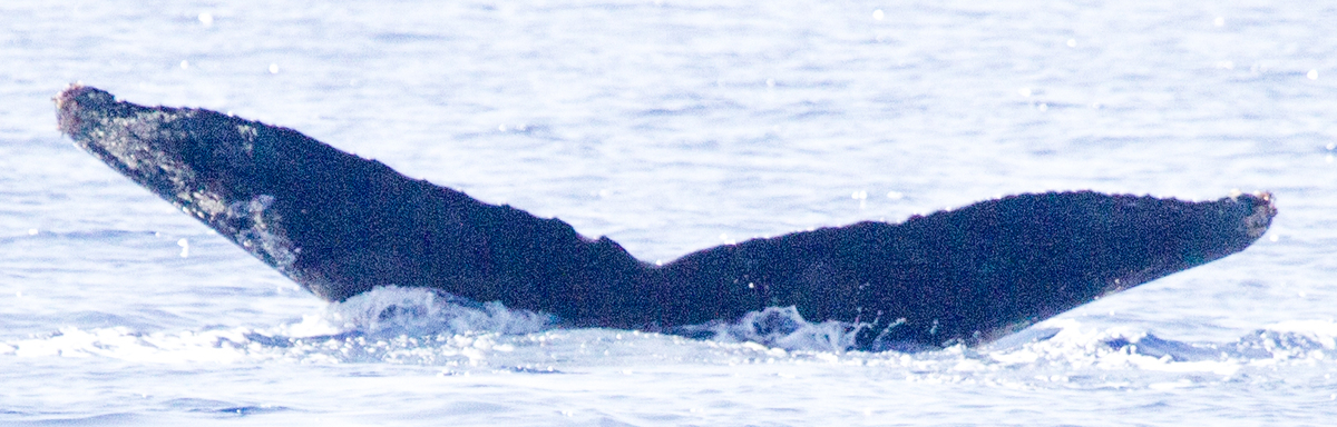 Fluke of HIHWNMS-2016-3-23_G06A01