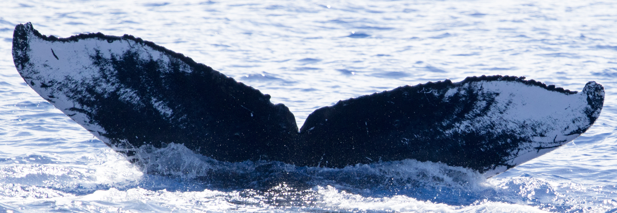 Fluke of CRC-16384