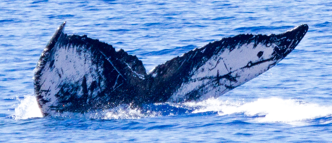 Fluke of HIHWNMS-2015-3-24_G2_A3