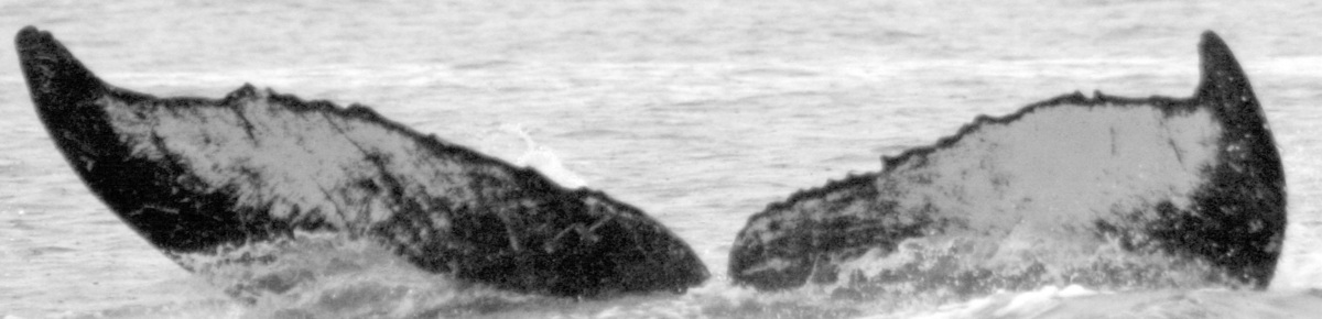Fluke of HIHWNMS-2017-3-29_G01A07