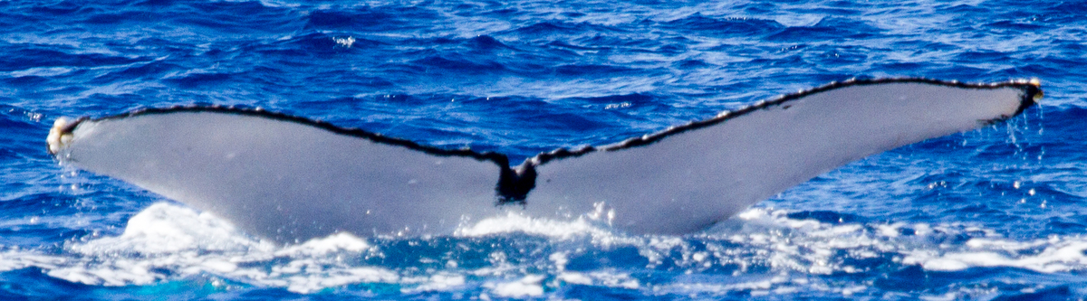 Fluke of CRC-19232