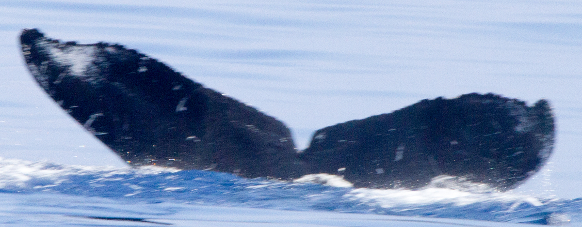 Fluke of HIHWNMS-2016-4-1_G04_A01