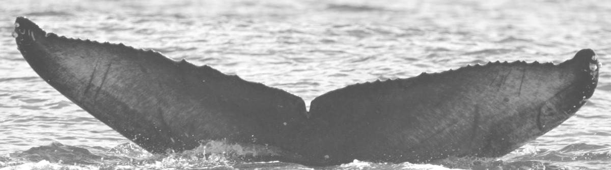 Fluke of HIHWNMS-2016-3-2_G02_A01