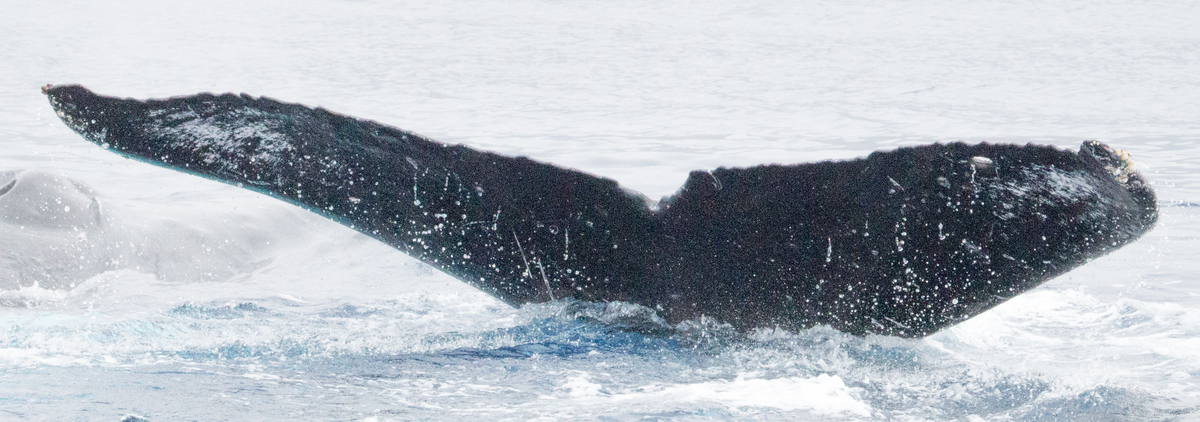 Fluke of HIHWNMS-2016-3-3_G05_A01
