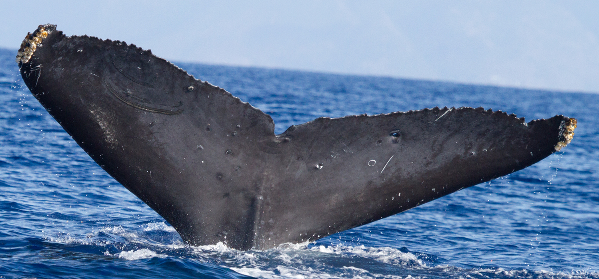 Fluke of CRC-18717