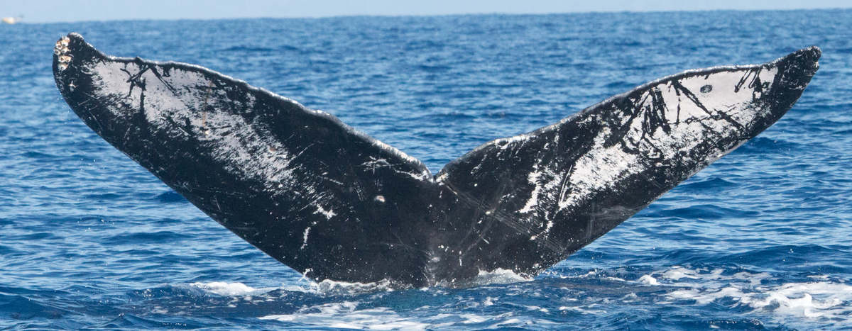 Fluke of HIHWNMS-2016-3-14_G01_A01