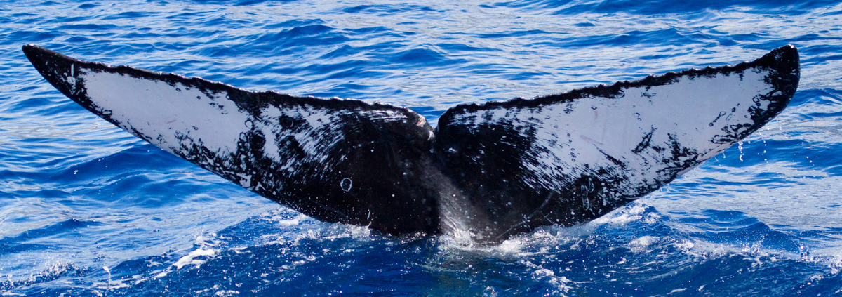 Fluke of HIHWNMS-2017-1-25_G03A04