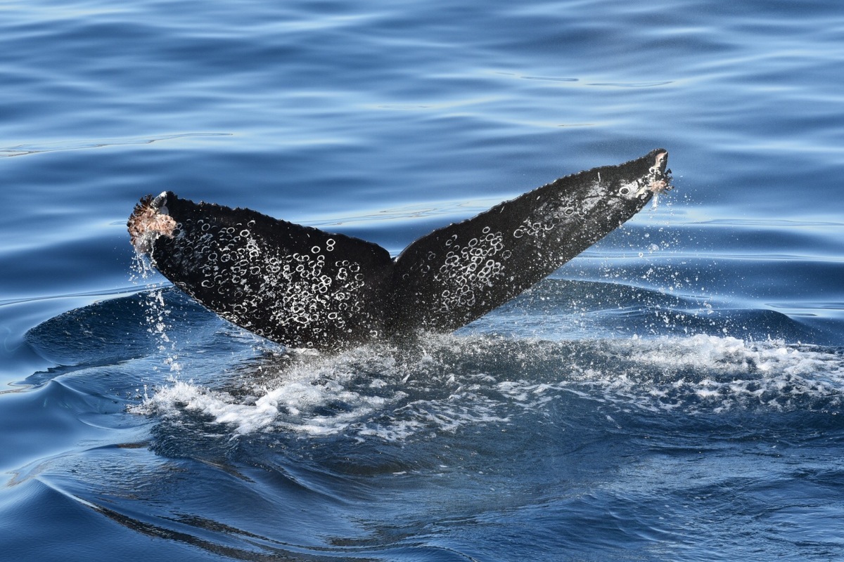 Fluke of CRC-16333