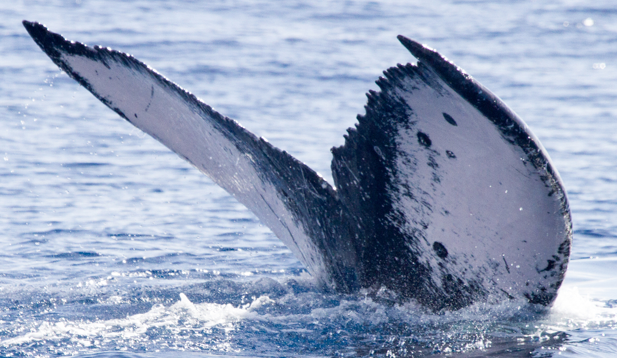 Fluke of HIHWNMS-2015-2-12_G2_A1