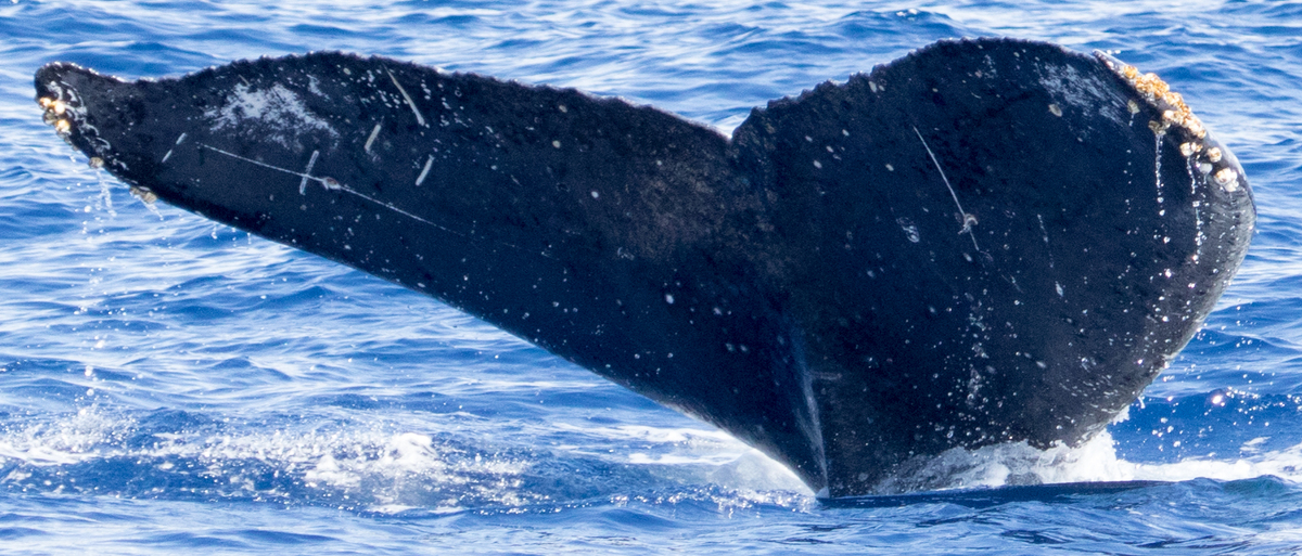 Fluke of HIHWNMS-2018-1-10_G03A01