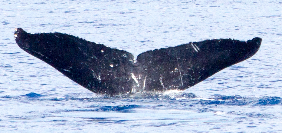 Fluke of HIHWNMS-2017-1-5_G07A01