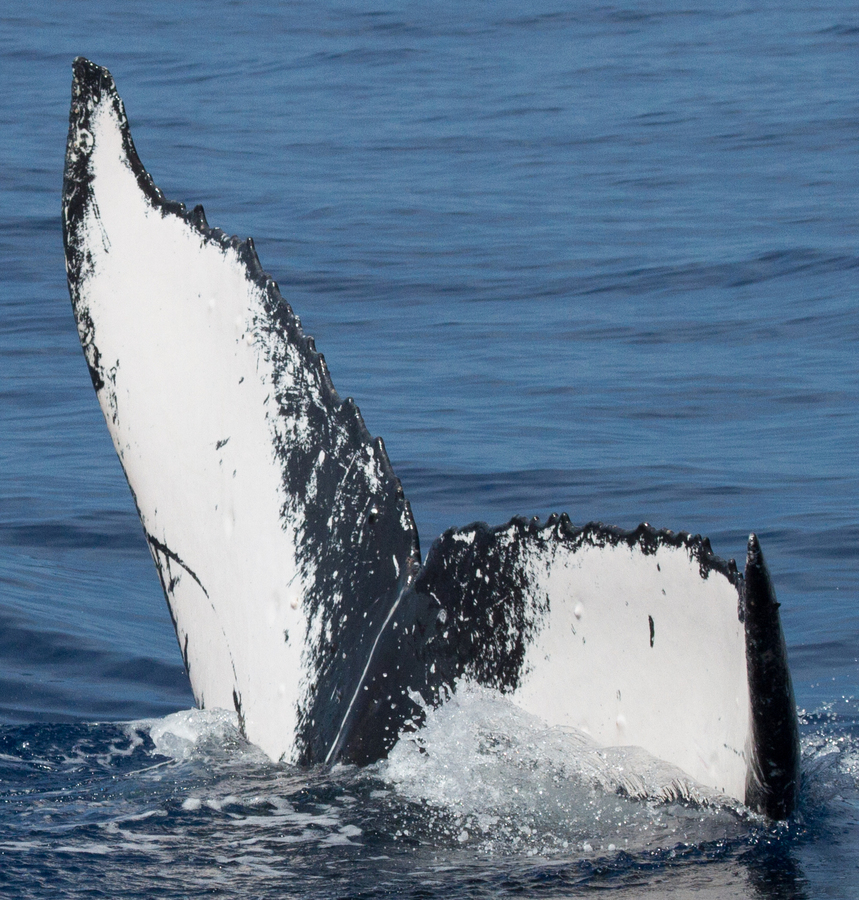 Fluke of HIHWNMS-2015-4-2_G2_A2