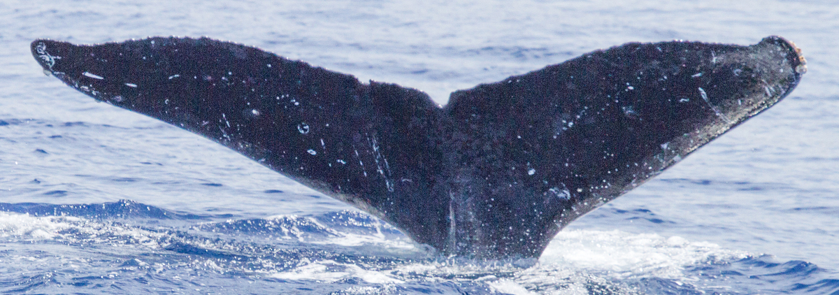 Fluke of HIHWNMS-2015-4-2_G3_A1