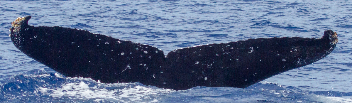 Fluke of HIHWNMS-2018-3-10_G07A01