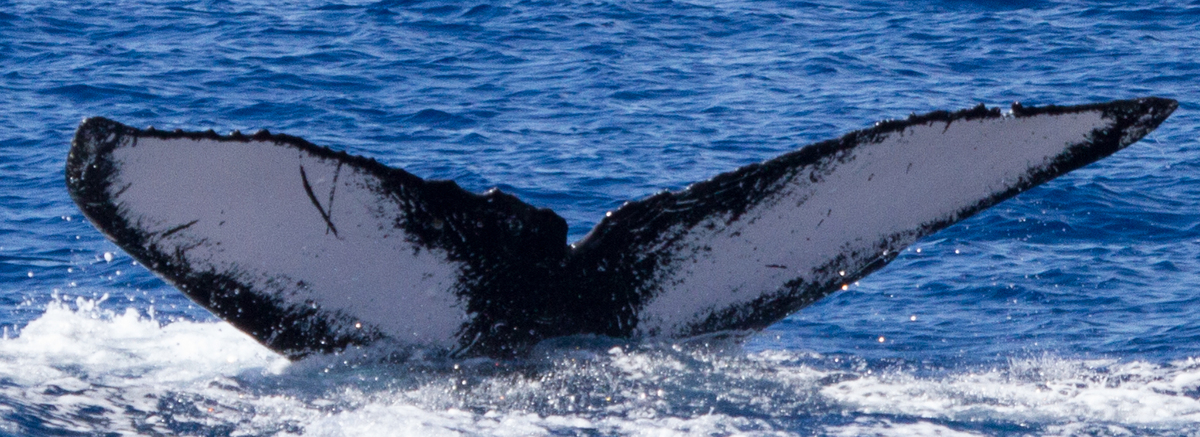Fluke of HIHWNMS-2017-2-16_G06A01