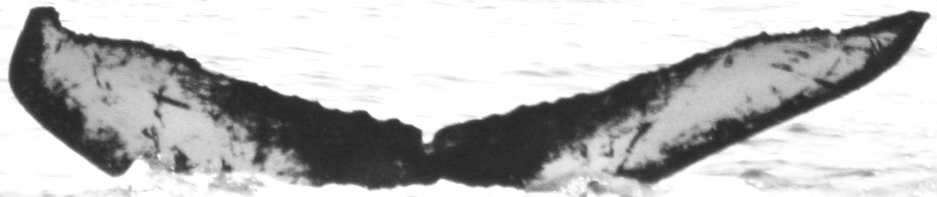 Fluke of HIHWNMS-2013-3-19_G4_O02