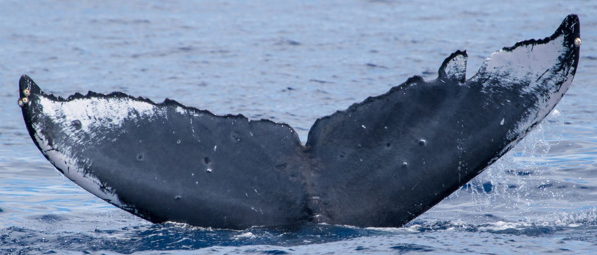 Fluke of HIHWNMS-2018-4-6_G08A05