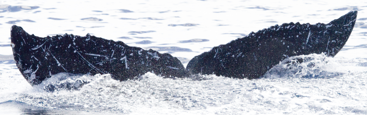 Fluke of Jule Julie (Alaska)
