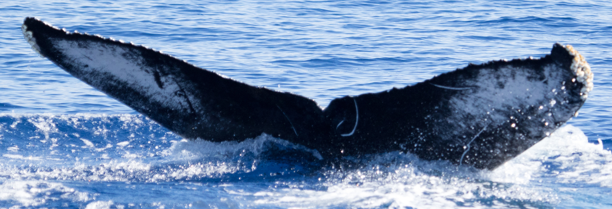 Fluke of HIHWNMS-2018-1-15_G08A01