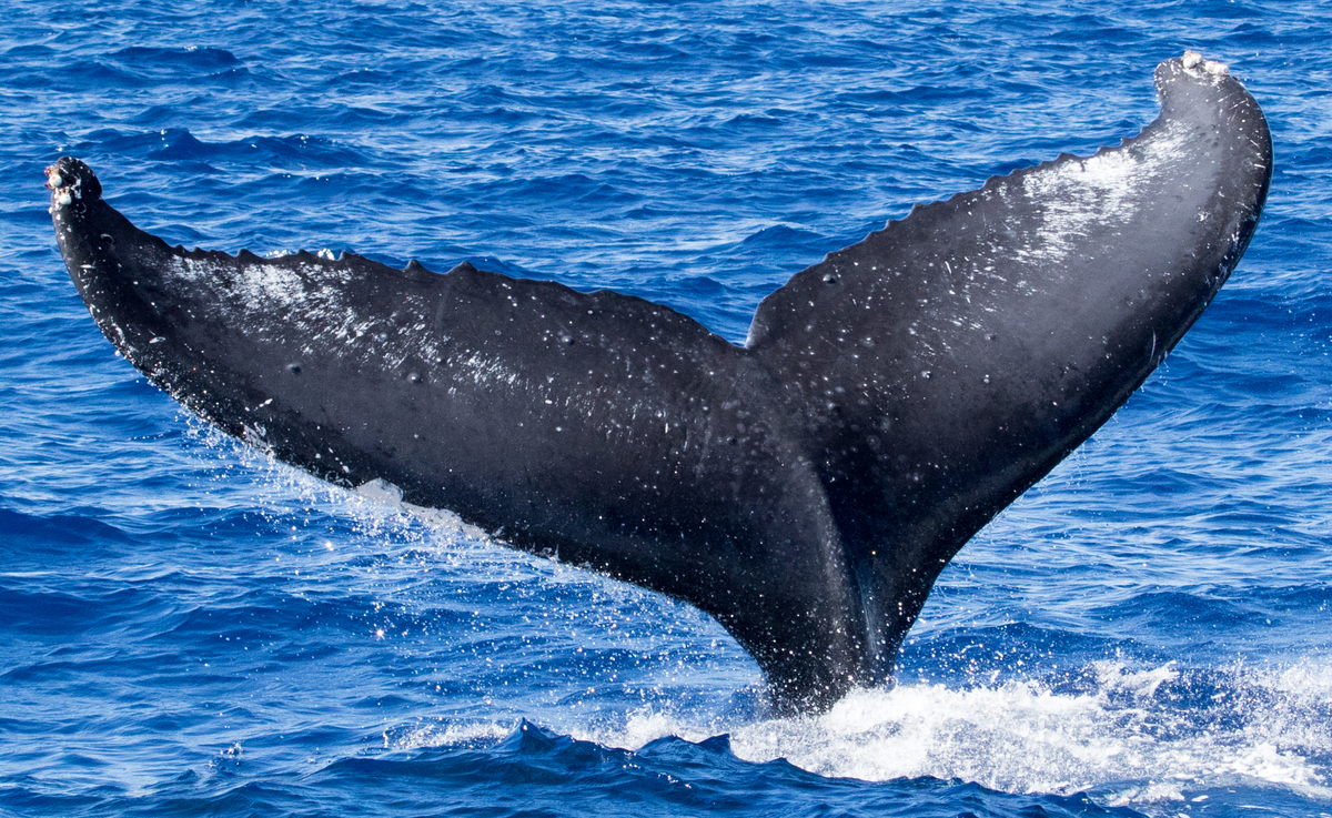 Fluke of HIHWNMS-2018-1-17_G04A01