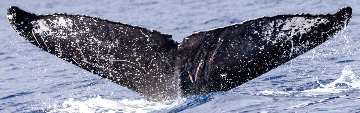 Fluke of HIHWNMS-2016-1-26_G10_A02