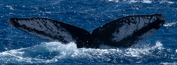 Fluke of BCZ0102