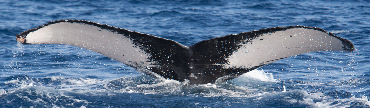Fluke of HIHWNMS-2016-3-2_G01_A02