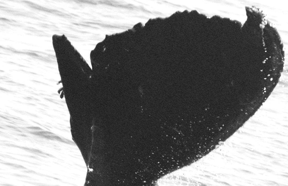 Fluke of La Cóbaneña