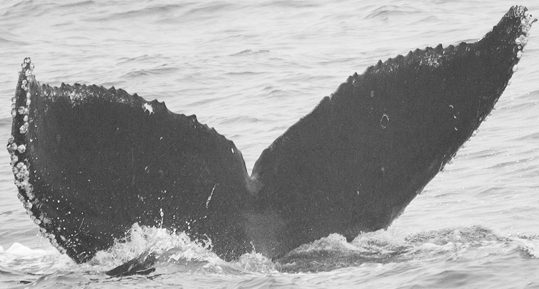 Fluke of CRC-10552