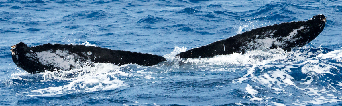 Fluke of HIHWNMS-2016-3-2_G04_A01