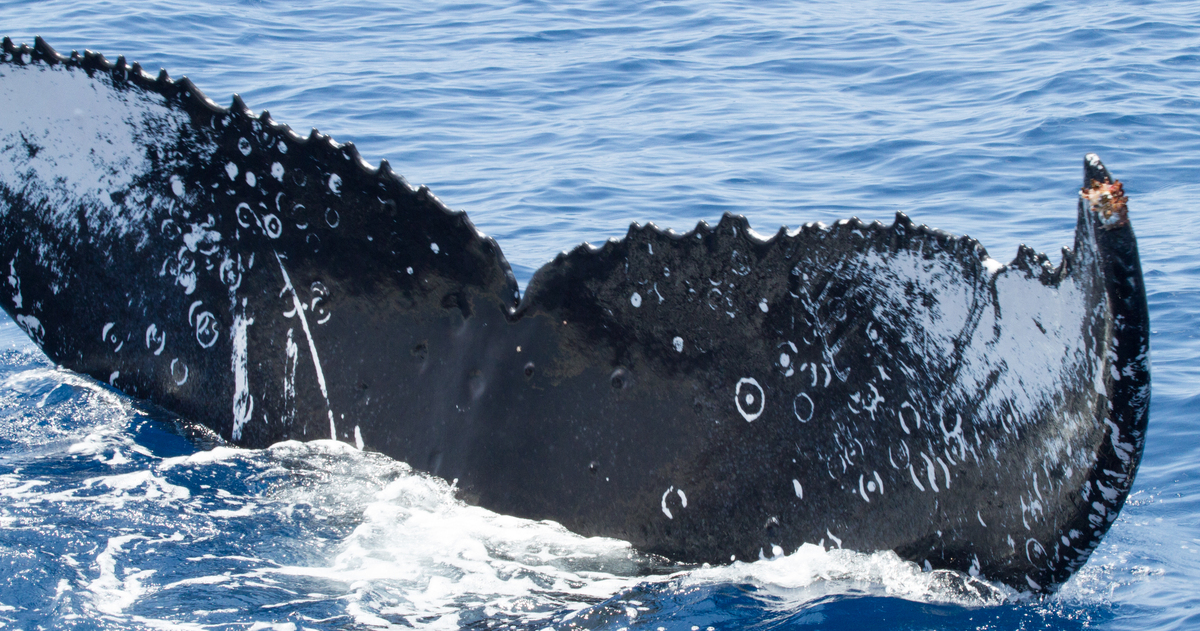 Fluke of HW-MN0441996