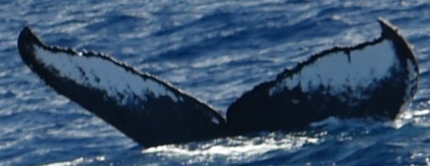 Fluke of HIHWNMS-2018-2-12_G02A03