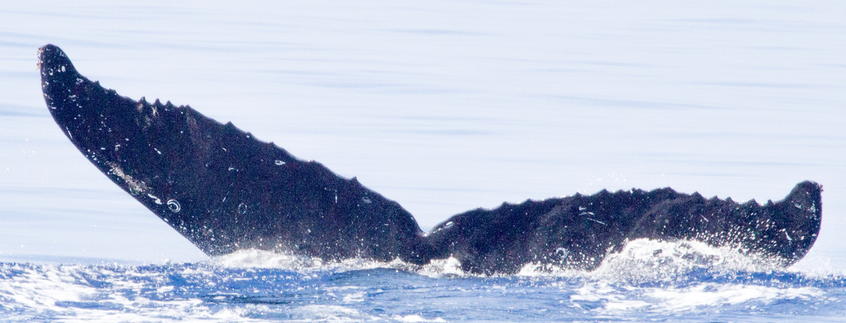 Fluke of HIHWNMS-2016-4-1_G03A01