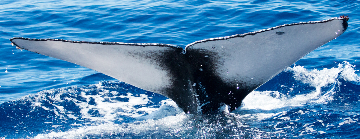 Fluke of HIHWNMS-2016-1-20_G03_A02