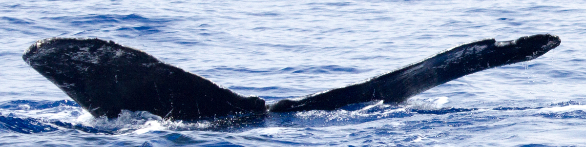 Fluke of BCX0180