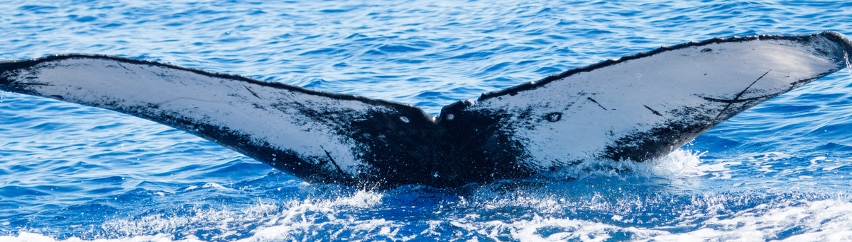 Fluke of HIHWNMS-2016-1-20_G04_A03