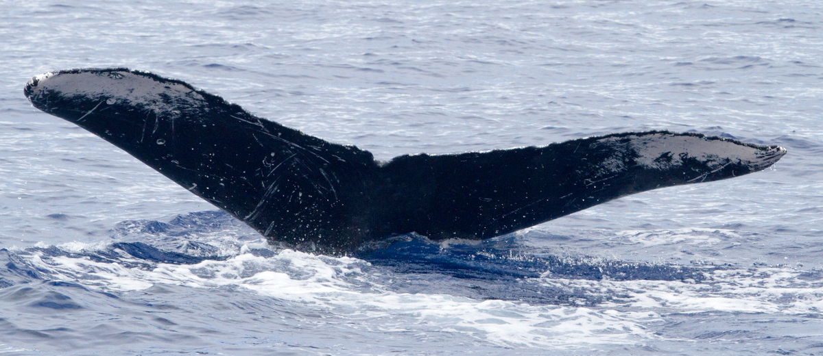 Fluke of HIHWNMS-2017-3-17_G02A02