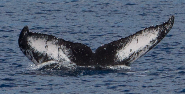 Fluke of HIHWNMS-2015-1-5_O04