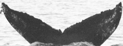 Fluke of Soopolillie (FS)
