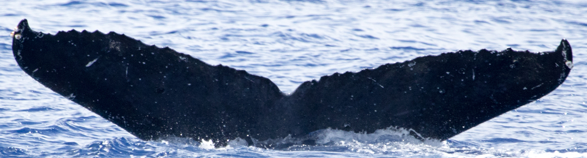 Fluke of HIHWNMS-2017-4-11_G04A01