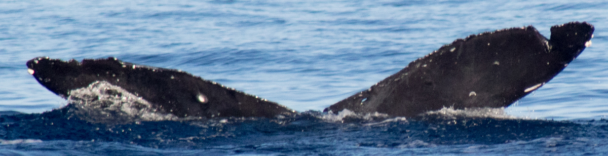 Fluke of HIHWNMS-2018-1-15_G01A02